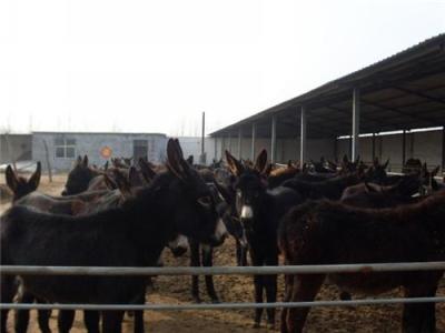 养驴业 肉驴 肉驴养殖 肉驴养殖场技术