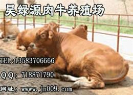 肉牛价格改良肉牛价格育肥肉牛价格