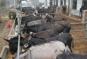 江苏肉驴基地 广州肉驴养殖场 肉驴价格聚鑫牧业