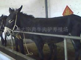 供应汉川肉驴养殖场 汉川养驴市场 汉川肉驴养殖品种