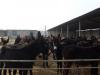 肉驴价格 肉驴效益分析 江苏肉驴养殖场