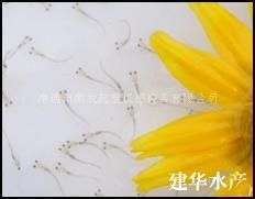 供应麦鲮水花