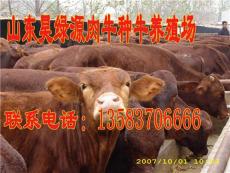 肉牛价格育肥肉牛价格改良肉牛价格