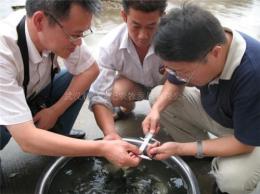 供應泥鰍特種水產養殖