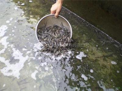 供應(yīng)泥鰍的飼養(yǎng)