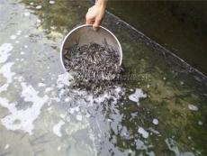 供應泥鰍水花苗