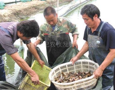 供應龍蝦的養殖方法