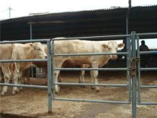 山东肉牛养殖场博旺牧业肉牛养殖价格养牛场牛犊饲养技术