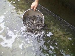 供应泥鳅专业养殖技术