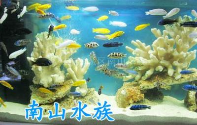 水族箱 水族设备 观赏鱼 海洋生物等