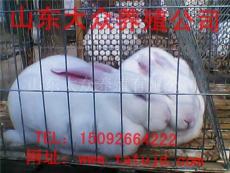 山东大众獭兔养殖场供应獭兔 招远獭兔价钱