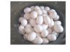 鸽蛋 供应鸽蛋 鸽蛋的营养 永信提供肉鸽鸽蛋 鸽蛋功
