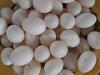 鸽蛋供应 鸽蛋 家养鸽蛋 鸽蛋厂 鸽蛋供应