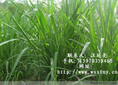 甜象草 台湾甜象草价格 台湾甜象草产量高浙江甜象草
