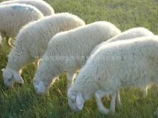 供应绿色牧草种子 绿色养殖肉羊