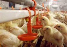 平养肉鸡自动饮水系统 肉鸡自动水线 乳头自动饮水系统