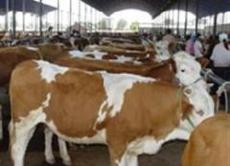 吉林省改良黄牛基地供肉牛