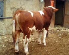 黑牛西门塔尔改良牛新品种育肥牛养殖技