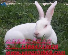 2011獭兔价格 2011养殖獭兔