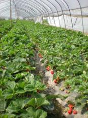 2011年草莓价格 邳州前湖草莓基地 草莓批发价格