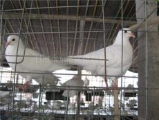 山东种鸽 种鸽养殖 种鸽培育 种鸽厂 种鸽知识