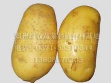 早熟土豆种子 郑州绿农优质原种