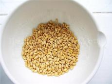 供应优质大麦