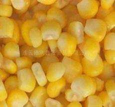 供应优质玉米