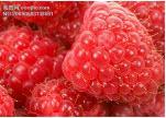 速冻红树莓