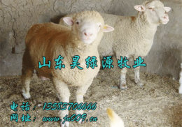 专业养羊育肥羊育肥种羊饲料种羊价格