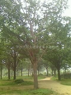 邳州银杏苗圃场 银杏价格咨询