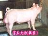 富东牧业种猪场 供应仔猪