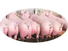 供应二元母猪 杜洛克种猪 原种猪 富东牧业