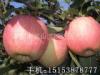 现向外供应大量苹果苗 苹果苗栽种注意事项 苹果苗价格