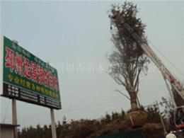 邳州市远景银杏苗木基地 长期供应1-80公分实生树