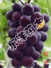 出售葡萄苗 红提葡萄苗 东洋苗木繁育基地
