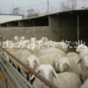 山东小尾寒羊供种基地波尔山羊养殖育肥肉羊苗种羊繁殖技