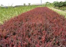 紫叶矮樱供应 兰州山荞麦供应 夹滩苗木 水蜡供应