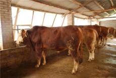 正规单位肉牛肉牛价格鲁西黄牛兴宾牧业价格优惠养牛场