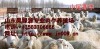 养羊要知道今年的肉羊行情及肉羊价格最新肉羊品种