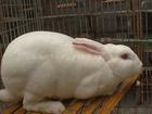 山东种兔供应商长年供应獭兔种兔 肉兔种兔 种兔养殖术