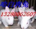 单县獭兔养殖场 安阳獭兔养殖场 山东大型獭兔养殖场
