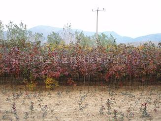 山东大量出售北美红栎新品种 北美红橡种植技术 北美红