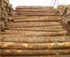 木材加工 铁杉方木 辐射松方木 莆田人加工木材