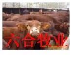 肉牛养殖技术出售 肉牛犊价格 肉牛养殖繁育基地