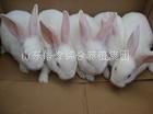 供应獭兔养殖技术美系獭兔 獭兔皮獭兔价格