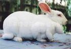 供应 种兔 獭兔场地建设 各种兔肉 彩兔