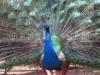 供应 求孔雀 孔雀养殖视频 蓝孔雀技术 孔雀羽毛