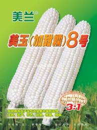 美玉 加甜糯 8號