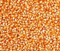武汉龙科信有限公司常年求购玉米碎米高粱大豆